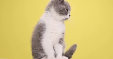 Şirin İngiliz Shortair kedisi merakla etrafa bakıyor, dilini dışarı çıkarıyor, kürk yalıyor, temizlik yapıyor, stüdyoda sarı arka planda yürüyor.