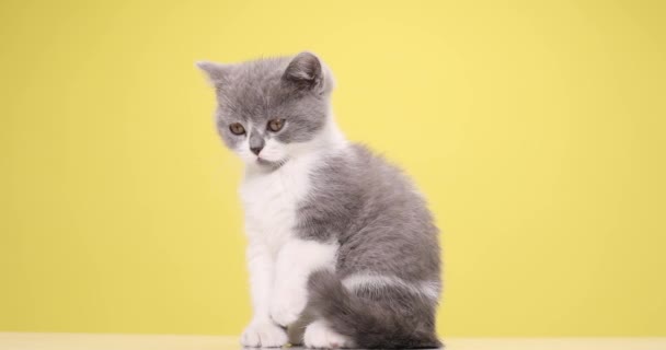 Widok Boku Piękny Brytyjski Krotkie Dziecko Kot Patrząc Bok Wystające — Wideo stockowe