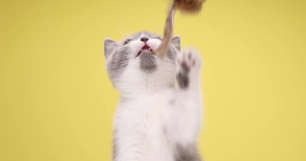 可爱的英国短毛猫抬头看 咬着玩着玩具 侧身看 坐在工作室的黄色背景上 — 图库视频影像