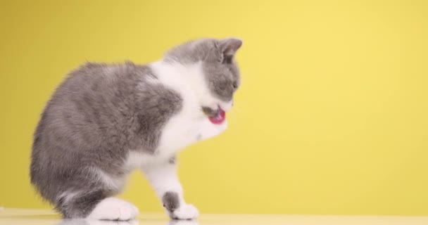 可爱的英国小猫咪伸出舌头 舔着爪子 擦着爪子 坐在一旁 好奇地仰望着工作室里黄色的背景 — 图库视频影像