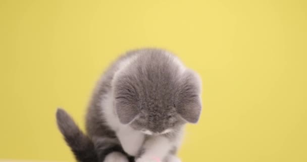Zabawy Brytyjski Krotkie Kotek Ruchu Czerwonym Świetle Gry Siedzi Żółtym — Wideo stockowe