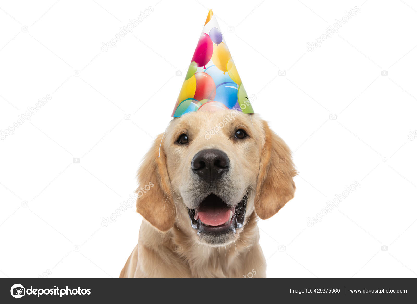 Lukke Smuk Golden Retriever Hund Fødselsdag Hat Stikke Hans — Stock-foto © feedough #429375060