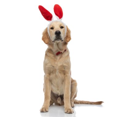 Tavşan kulaklı, kırmızı papyonlu güzel golden retriever köpeği kameraya bakıyor ve beyaz arka planda oturuyor.