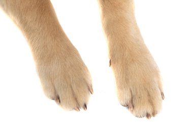 Golden Retriever köpeğinin iki bacağı beyaz stüdyo arka planında çekiliyor.