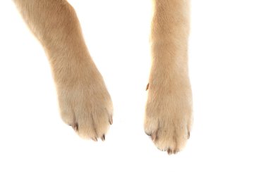Golden Retriever köpeği beyaz stüdyo arka planında kameraya yakın çekimde iki bacağını gösteriyor.