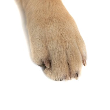 Beyaz stüdyo arka planında duran Golden Retriever köpeğinin patisine yaklaş.