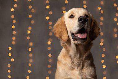 Golden Retriever köpeği yukarı bakıyor, dili dışarı çıkıyor ve nefes alıyor, stüdyoda arka planda ışıklar üzerinde oturuyor.