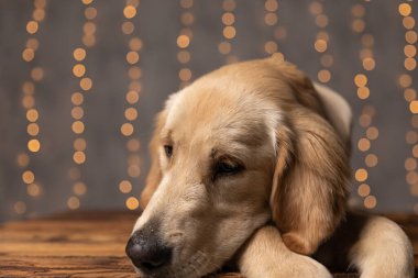 üzgün golden retriever köpeği pençelerini tutuyor ve ahşap zemine uzanıyor stüdyoda arka planda ışıklar var