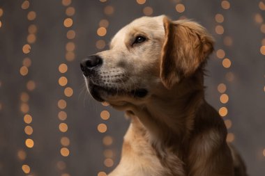 Golden Retriever köpeğinin portresi. Stüdyoda arka planda ışıklara bakıyor ve uzanıyor.