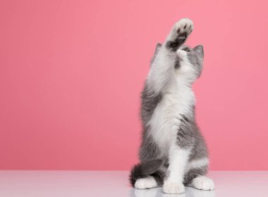 Pençelerini kaldırıp stüdyodaki pembe arka planda oturan meraklı küçük İngiliz kısa hava kedisi.