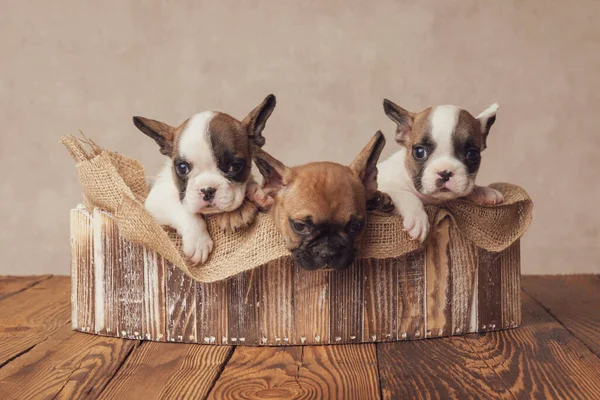 Lindos Bulldogs Franceses Hermanos Descansando Saco Arpillera Una Caja Madera —  Fotos de Stock