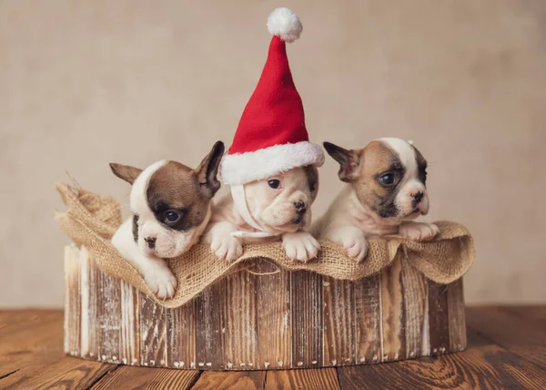 Hermosos Bulldogs Franceses Pequeños Cachorros Con Sombrero Santa Claus Esperando — Foto de Stock