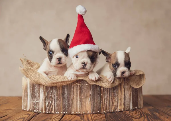 small row of three extremely cute french bulldogs puppies with santa hat celebrating christmas together in a burlap sack in a wooden box
