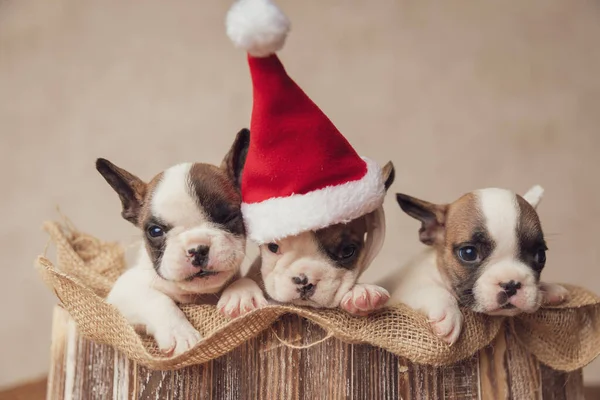 Hermanos Frenchies Perezosos Usando Sombrero Navidad Celebrando Vacaciones Juntos Una — Foto de Stock
