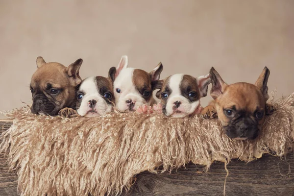 Línea Dulce Cinco Cachorros Bulldog Francés Descansando Posando Una Vieja —  Fotos de Stock