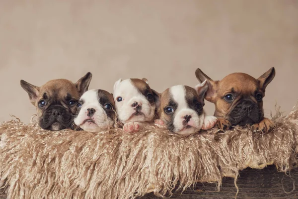 Grupo Extremadamente Hermoso Cinco Bulldogs Franceses Cachorros Descansando Una Cómoda —  Fotos de Stock