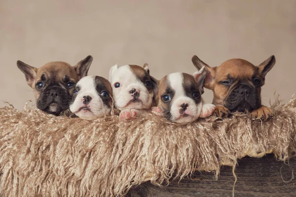 Caja Madera Peluda Llena Familia Más Dulce Cinco Cachorros Bulldog —  Fotos de Stock