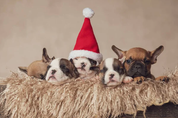Adorável Francês Bulldogs Irmãos Vestindo Chapéu Papai Noel Celebrando Natal — Fotografia de Stock