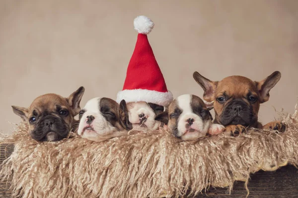Doce Pequena Família Cinco Cachorros Buldogues Franceses Vestindo Chapéu Santa — Fotografia de Stock