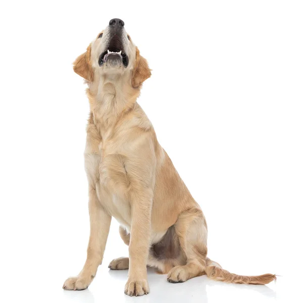 Hermoso Perro Golden Retriever Ladrando Algo Que Hace Estar Alerta —  Fotos de Stock