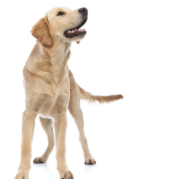 かわいいゴールデンレトリバー犬が嗅ぎ回って何かを探し白を背景に立って — ストック写真