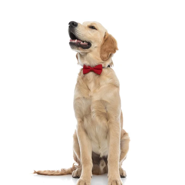 Jonge Golden Retriever Hond Kijken Opzij Met Zijn Tong Uit — Stockfoto