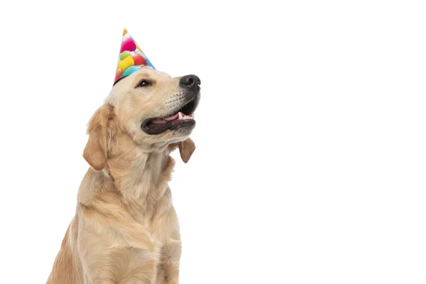 誕生日の帽子をかぶって白い背景を祝う愛らしい黄金のレトリバー犬 — ストック写真