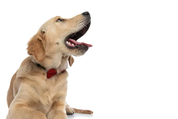 Soñoliento Perro Golden Retriever Bostezando Mirando Lado Vistiendo Una Corbata — Foto de Stock