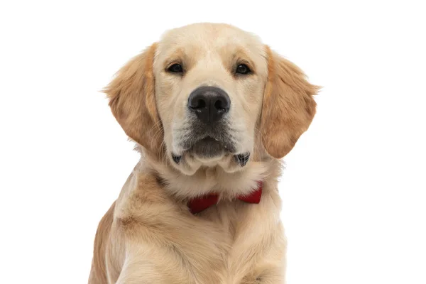 Retrato Lindo Perro Golden Retriever Mirando Cámara Llevando Una Corbata —  Fotos de Stock