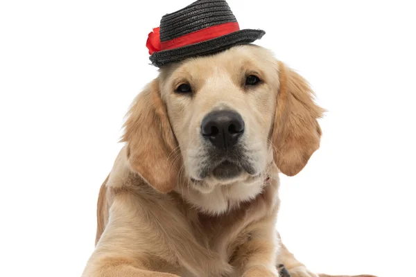 白い背景に横になって帽子をかぶってカメラを見る愛らしい黄金のレトリバー犬 — ストック写真