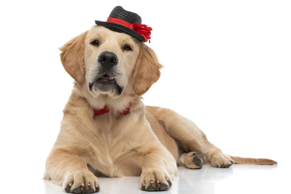 Adorável Cão Golden Retriever Vestindo Chapéu Uma Gravata Deitado Olhando — Fotografia de Stock