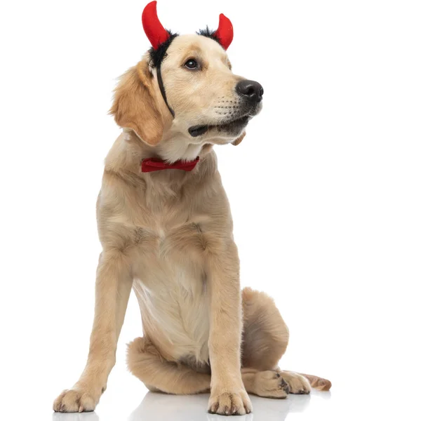 Şeytan Boynuzu Papyon Takan Sevimli Golden Retriever Köpeği Oturuyor Alçakgönüllü — Stok fotoğraf
