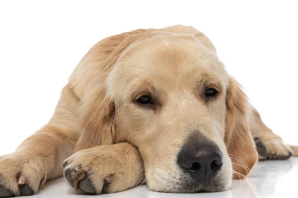 Senny Golden Retriever Pies Spoczywa Głowę Jego Łapie Próbuje Zasnąć — Zdjęcie stockowe
