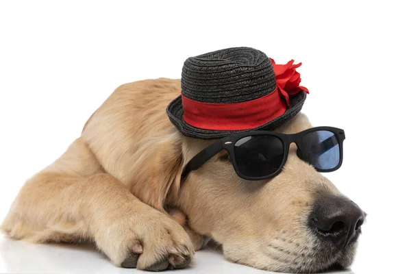 Холодна Золота Собака Ретривер Лежить Внизу Качаючи Пару Сонцезахисних Окулярів — стокове фото