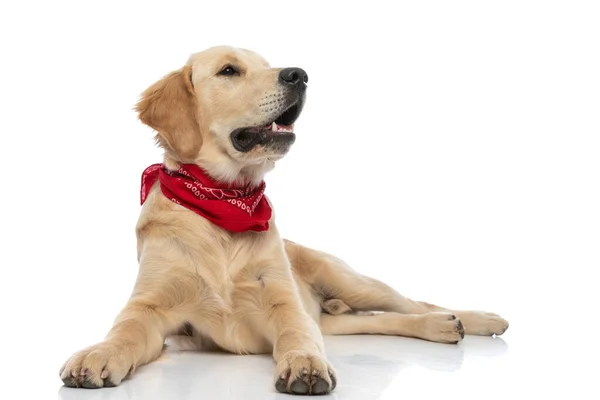 Söt Golden Retriever Hund Tittar Bort Flämtande Och Liggande Mot — Stockfoto