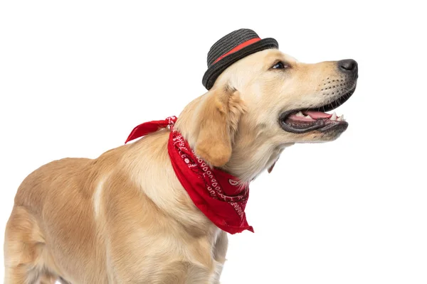 Vue Latérale Adorable Chien Récupération Doré Portant Chapeau Bandana Haletant — Photo