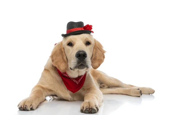 Elegante Cão Golden Retriever Vestindo Chapéu Bandana Deitado Contra Fundo — Fotografia de Stock