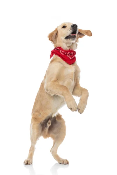 可爱的金毛猎犬在白色背景下跳着 头戴红色头巾 — 图库照片