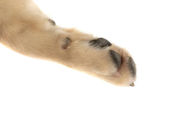 Pawpad Cão Retiever Dourado Está Centro Das Atenções Contra Fundo — Fotografia de Stock