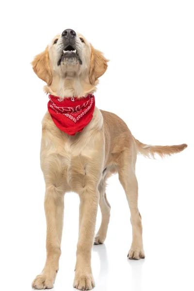 Uroczy Pies Golden Retriever Szczekający Przed Kamerą Noszący Czerwoną Bandanę — Zdjęcie stockowe
