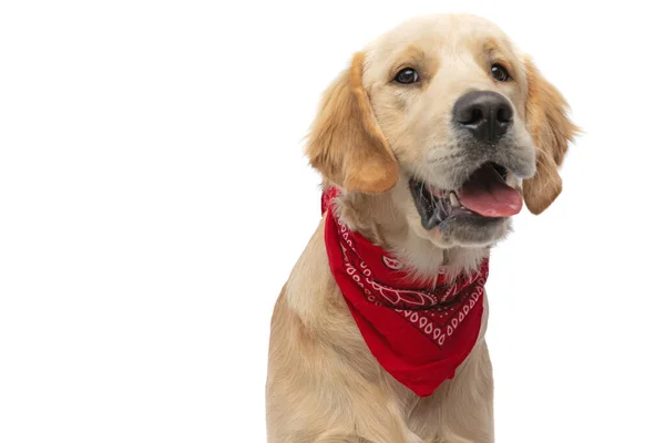 Retrato Adorável Cão Golden Retriever Enfiando Língua Câmera Vestindo Uma — Fotografia de Stock