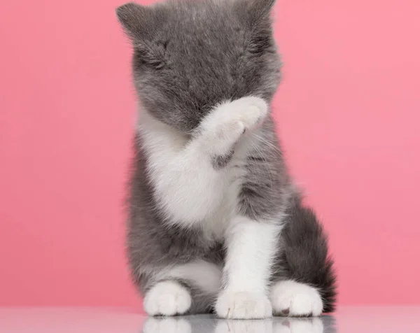 Pequeño Británico Taquigrafía Gatito Celebración Patas Hasta Limpieza Sentado Rosa —  Fotos de Stock