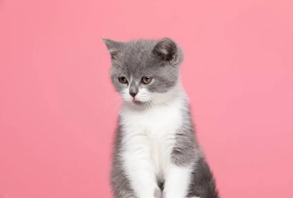 Cute British Shorthair Cat Looking Side Sticking Out Tongue Sitting — Stock Photo, Image