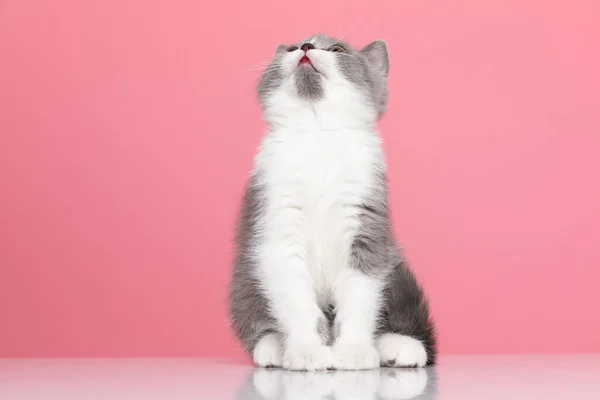 Голодный Маленький Британский Короткий Котенок Смотрит Вверх Жаждет Сидя Розовом — стоковое фото