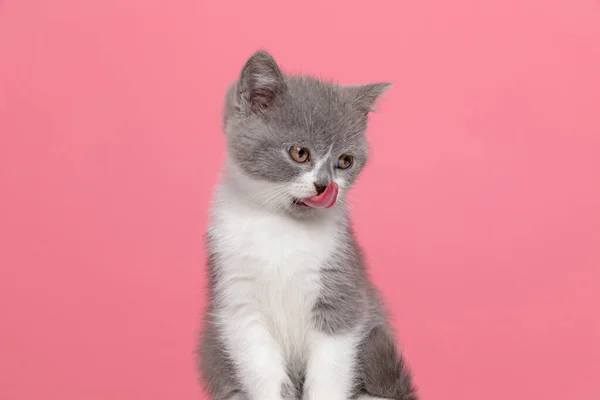 Hungry Little British Shorthair Cat Sticking Out Tongue Licking Nose — Stock Photo, Image
