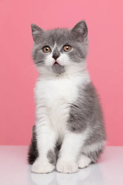 Прелестная Маленькая Британская Короткошерстная Кошка Сидит Розовом Фоне Студии — стоковое фото