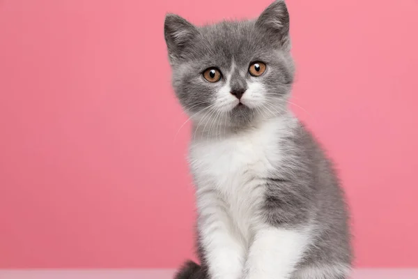 Σύγχυση Λίγο Βρετανικό Shorthair Γάτα Κάθεται Ροζ Φόντο Στο Στούντιο — Φωτογραφία Αρχείου