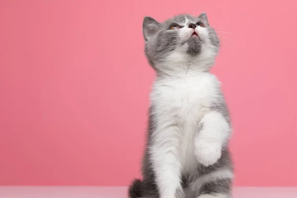 Adorável Britânico Shorthair Kitty Curiosamente Olhando Para Cima Jogando Sentado — Fotografia de Stock