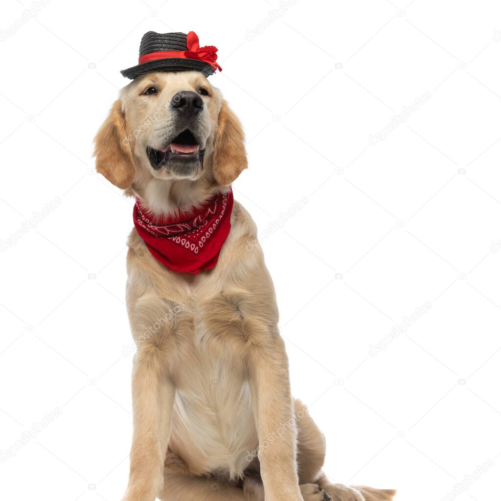 elegant golden retriever dog wearing a hat and bandana and looking like a true gentleman