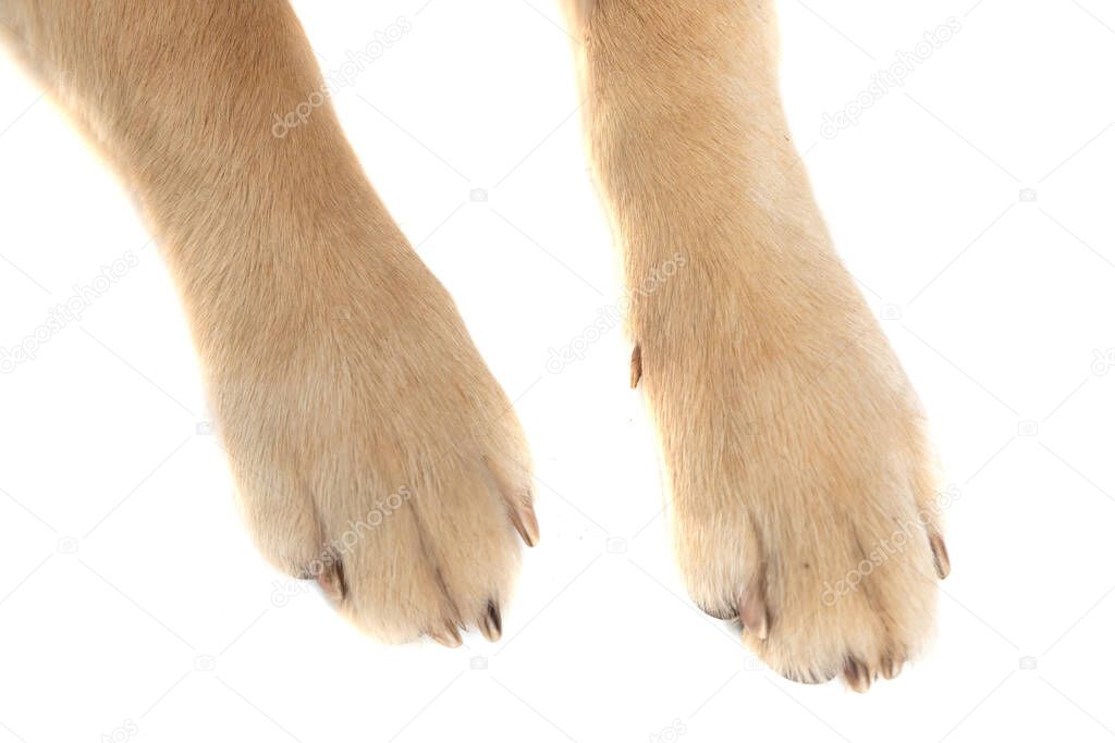 two legs from a golden retriever dog being photographed against white studio background